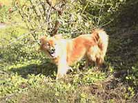 梅畑の番犬、ボス