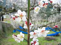 南高梅満開(2月26日)