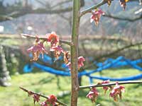 花びらが散りました(3月26日)