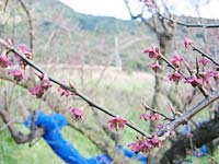 花びらが散りました(3月16日)