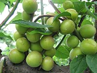 小梅(6月8日)