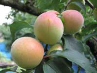 南高梅収穫(6月22日)