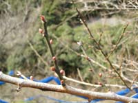 南高梅のつぼみ(12月24日)