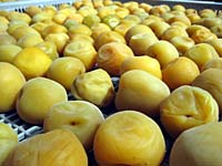 天日干し開始