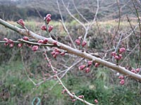南高梅つぼみ(2月11日)