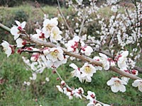 南高梅満開(2月27日)