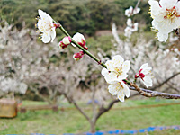 南高梅開花(3月8日)