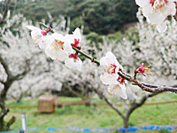 南高梅満開(3月12日)