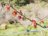花びらが散りました(3月22日)