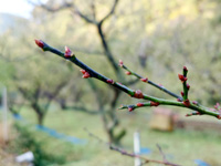 �썂�~�̂ڂ݁i11��26���j