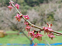 �Ԃт炪�U��܂����i3��6���j